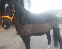 jumper Gascoigne 8 (Hessian Warmblood, 1998, from Gio-Granno)