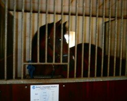 Deckhengst Bizkit's Moonlight Shadow (Pinto/Kleines Reitpferd, 2011, von Bizkit)
