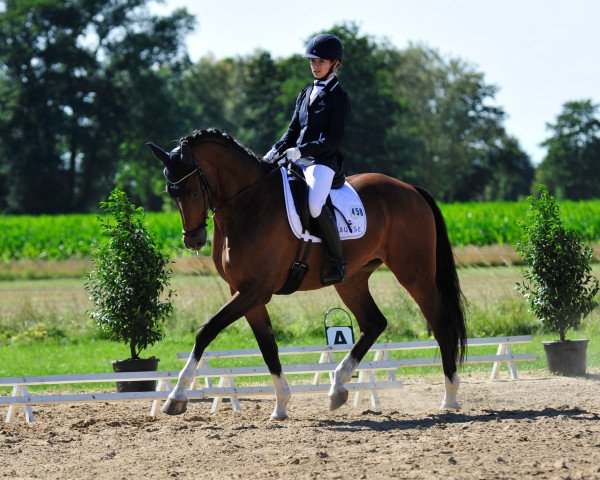dressage horse Johnnie Ray (Oldenburg, 2012, from Glock's Johnson Tn)