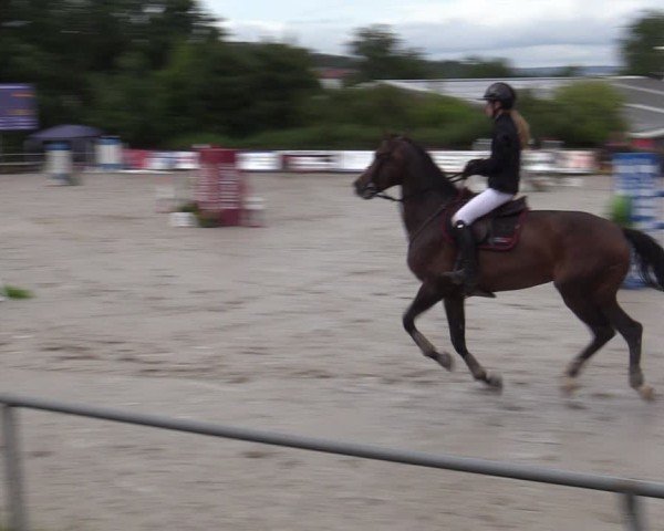 Reitturnier Bad Wildungen 2025