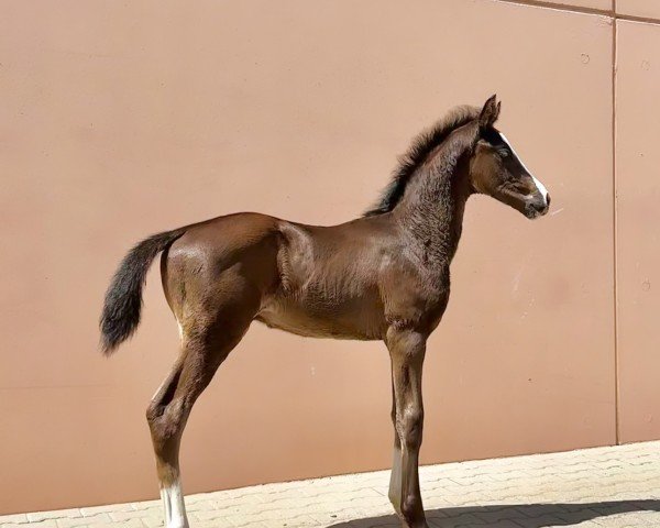 horse Hengst von Sebastino PS / Danciano (Oldenburg, 2024, from Sebastino PS)