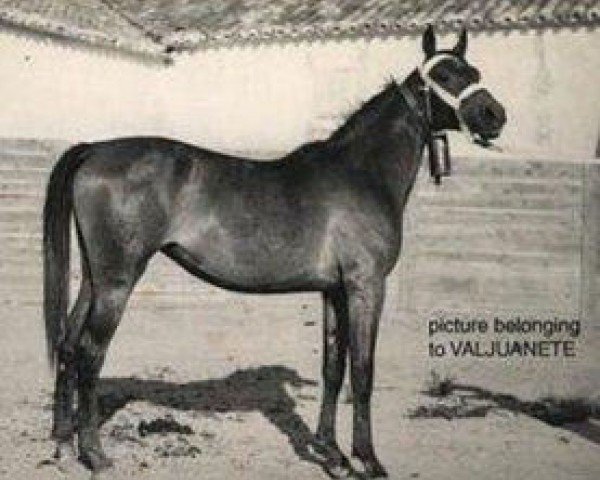 broodmare Sara III ox (Arabian purebred, 1933, from Sirio III ox)