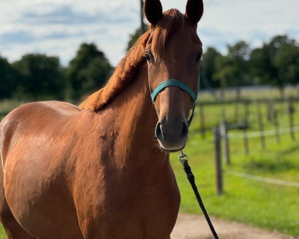 horse Van Tastic Valea XR (Hanoverian, 2022, from Vivaldos)