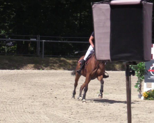Reitturnier Bad Wildungen 2025