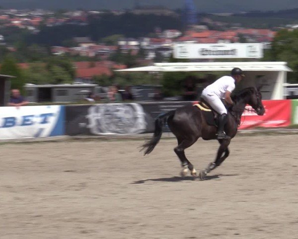 Reitturnier Bad Wildungen 2025
