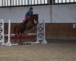 jumper Dark's Princess (Trakehner, 2016, from Donauabend)