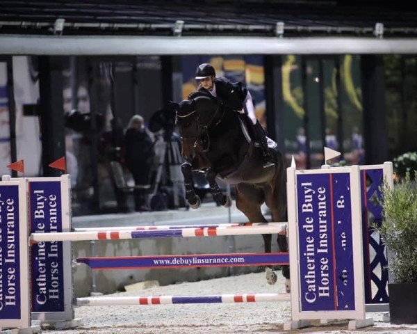 jumper Lvs Captain (Irish Sport Horse, 2012, from Cobra)