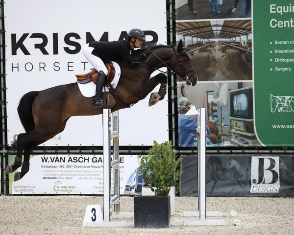 Springpferd Dynamite Dillon Z (Zangersheide Reitpferd, 2017, von Dominator 2000 Z)