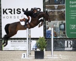 jumper Dynamite Dillon Z (Zangersheide riding horse, 2017, from Dominator 2000 Z)