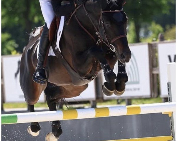 Ugróló Charming Boy SDW Z (Zangersheide, 2017, Comme il Faut-től)