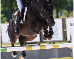 Springpferd Charming Boy SDW Z (Zangersheide Reitpferd, 2017, von Comme il Faut)