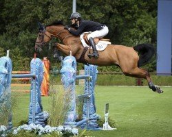jumper Rose of Ballmore (Belgian Warmblood, 2017, from Chacoon Blue)