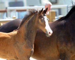 horse Hengst von Baccardi / Grafenstolz (Westphalian, 2017, from Baccardi)