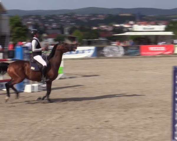 Reitturnier Bad Wildungen 2025