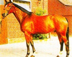 stallion Avec Coeur 3 (Westphalian, 1999, from Azur de Paulstra)