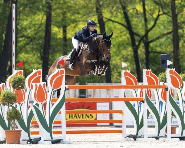 broodmare High Five (KWPN (Royal Dutch Sporthorse), 2012, from Toulon)