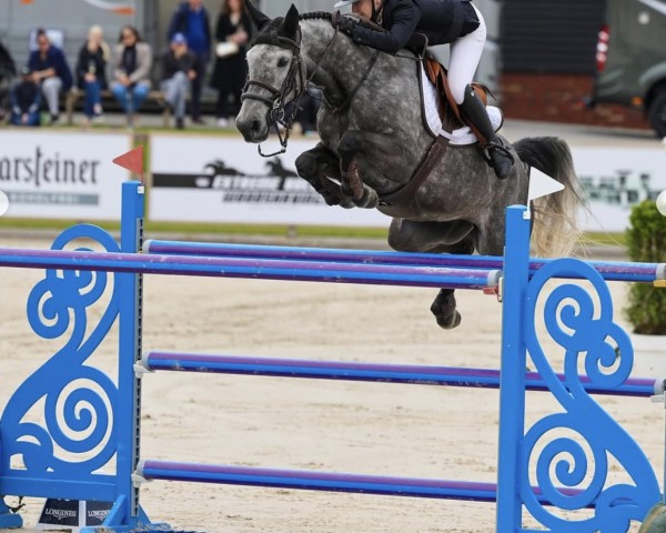 jumper Clearround Il Mondo Z (Zangersheide riding horse, 2016, from Comme il Faut)