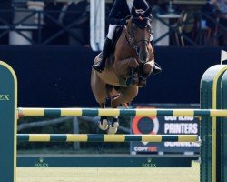 jumper Pia-Lotta van 't Roosakker (Belgian Warmblood, 2015, from Comme il Faut)