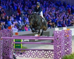 broodmare Geena (Belgian Warmblood, 2006, from Darco)