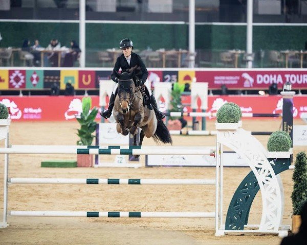 jumper Qurina van het Leliehof (Belgian Warmblood, 2016, from Jenson van't Meulenhof)