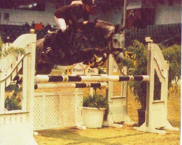 Pferd Branka 11 (Deutsches Reitpferd, 1997, von Bayus)