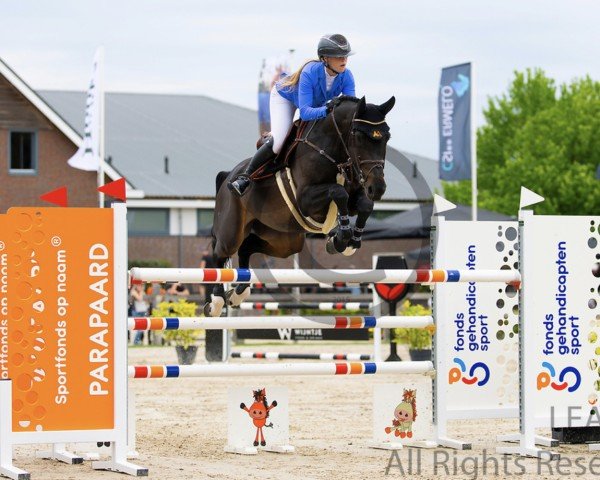 jumper Pillar G (Belgian Warmblood, 2015, from Thunder van de Zuuthoeve)