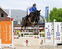 Springpferd Pillar G (Belgisches Warmblut, 2015, von Thunder van de Zuuthoeve)