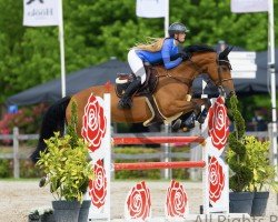 jumper Osaka (KWPN (Royal Dutch Sporthorse), 2019, from Verdi)