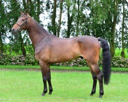 jumper Clash van de Hunters Z (Zangersheide riding horse, 2015, from Cloney's Pleasure)