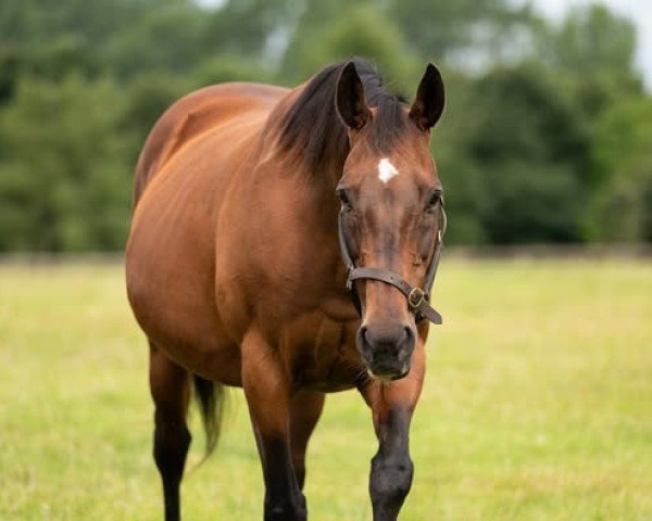 broodmare Peeping Fawn xx (Thoroughbred, 2004, from Danehill xx)