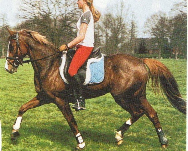 Pferd Anjershof Rosanne (Nederlands Welsh Ridepony, 1998, von Anjershof Romeo)
