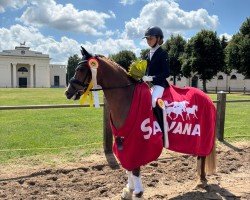 stallion Crabbit (German Riding Pony, 2019, from Cravitz)