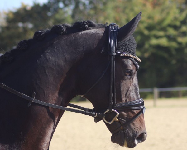 Pferd Fürst Feinstein (Trakehner, 2019, von Freiherr von Stein)
