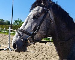 Cheval WINSTON VAN DE CLAEVERVALLEI (Warmblood belge, 2022, de Garfield de Tiji des Templiers)