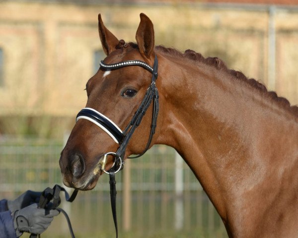 stallion Vilanciano (Oldenburg, 2016, from Vilancio)