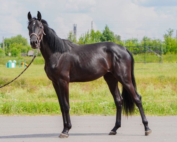 Pferd Gloriya Praim EDM (Russisch Trakehner, 2022, von Prohor)