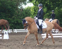 Dressurpferd Don Drosselbart (Deutsches Reitpony, 2014, von Dimension AT NRW)