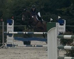 jumper Clinquinaro (Oldenburg show jumper, 2010, from Clinton H)
