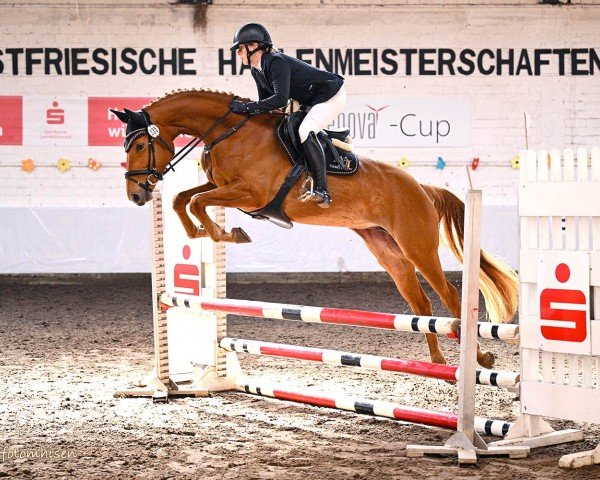 eventing horse Viscarella - Blossum (Hanoverian, 2021, from Viscerado)