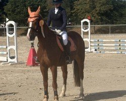 Dressurpferd Hatschi 33 (Deutsches Reitpony, 2018)