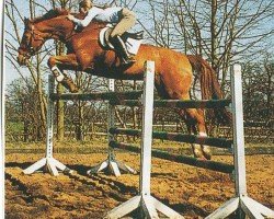 Pferd Flash Dance 23 (Hannoveraner, 1989, von Fuerst Ramses)