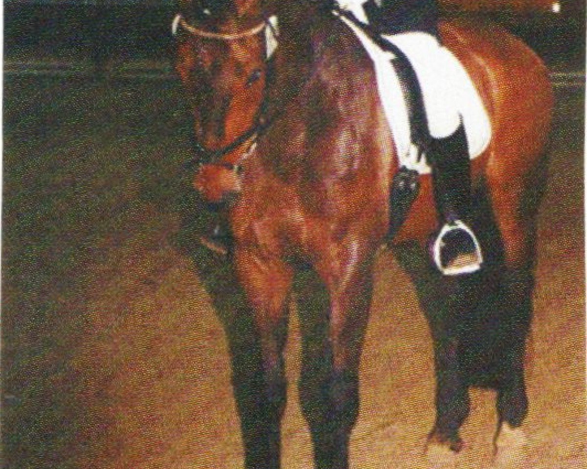 Pferd Top Secret 26 (Hannoveraner, 1994, von Templer GL xx)