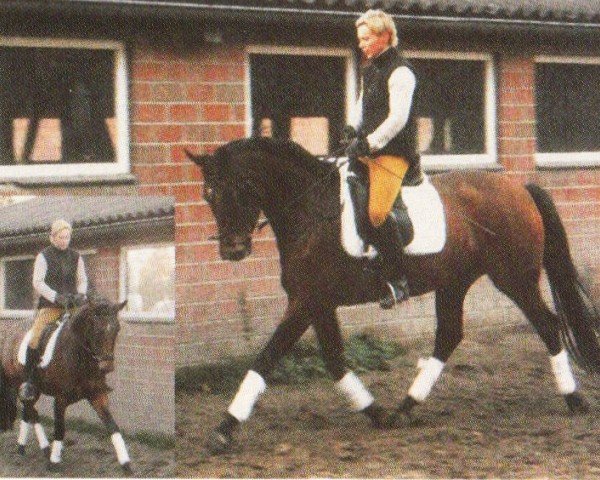 broodmare Akkorell (Oldenburg, 1998, from Sevillano xx)