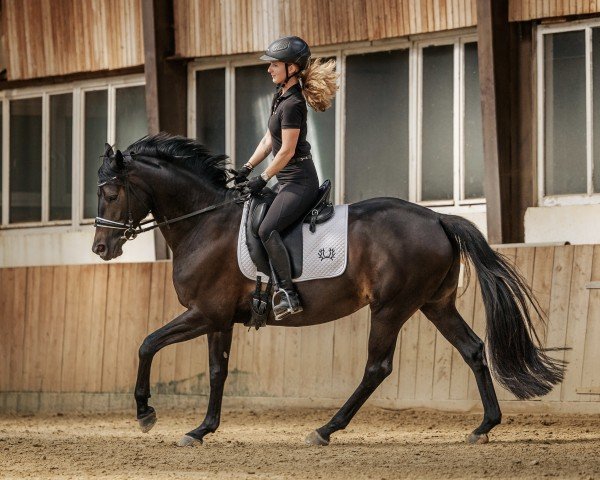broodmare Donausinfonie (Trakehner, 2018, from Ivanhoe)