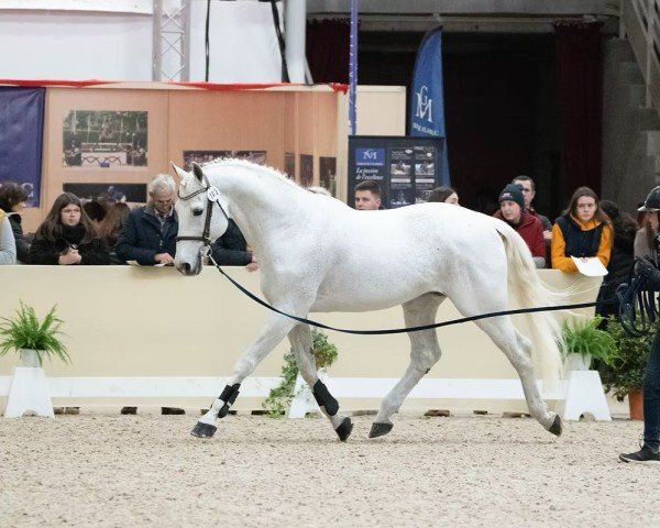 stallion Untouchable M (KWPN (Royal Dutch Sporthorse), 2001, from Quick Star)
