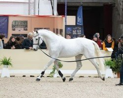 stallion Untouchable M (KWPN (Royal Dutch Sporthorse), 2001, from Quick Star)