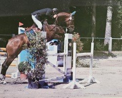 Zuchtstute Celebration 25 (Zweibrücker, 2003, von Lorcan)