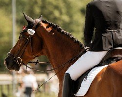 jumper Chaplin 124 (Westphalian, 2014, from Cordobes I)