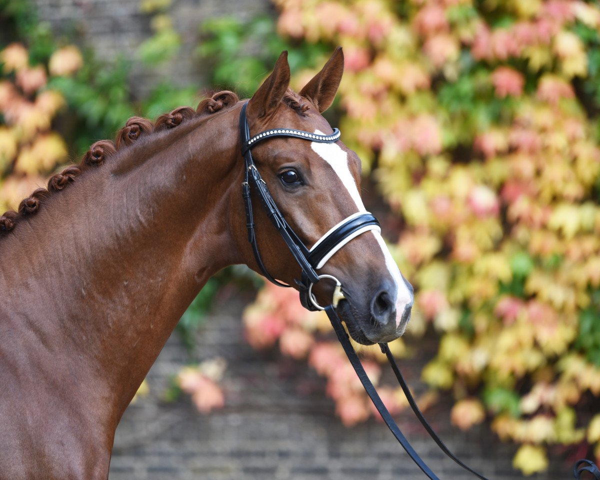 stallion Qusander (Westphalian, 2002, from Quinto)
