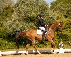 Caballo de Doma Pique Lady (Caballo de Deporte Alemán, 2011, de Famous Flamur)